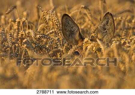 Stock Image - Close-up of Roe Deer (Capreolus capreolus) in cornfield . Fotosearch