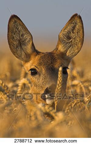 Close-up of Roe Deer (Capreolus capreolus) in cornfield View Large Photo Image Stock Image - Close-up of Roe Deer (Capreolus capreolus) in cornfield . Fotosearch