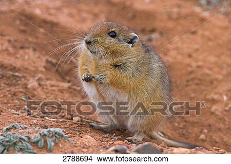 Close-up of Sand Rat (Psammomys obesus) in desert View Large Photo Image Picture - Close-up of Sand Rat (Psammomys obesus) in desert . Fotosearch