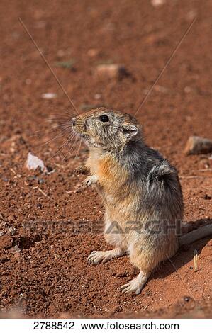Stock Image - Close-up of Sand Rat (Psammomys obesus) standing on its hind legs . Fotosearch