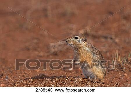 Close-up of Sand Rat (Psammomys obesus) standing on its hind legs View Large Photo Image Stock Image - Close-up of Sand Rat (Psammomys obesus) standing on its hind legs . Fotosearch