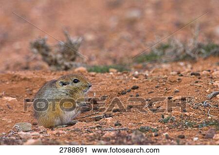 Stock Image - Close-up of Sand Rat (Psammomys obesus) in desert . Fotosearch
