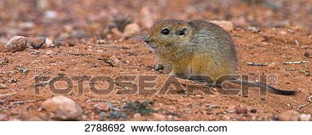Close-up of Sand Rat (Psammomys obesus) in desert View Large Photo Image Stock Image - Close-up of Sand Rat (Psammomys obesus) in desert . Fotosearch
