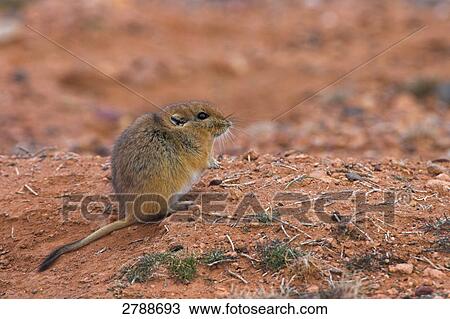 Close-up of Sand Rat (Psammomys obesus) in desert View Large Photo Image Stock Image - Close-up of Sand Rat (Psammomys obesus) in desert . Fotosearch