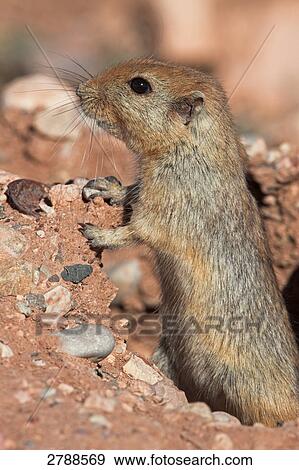 Stock Photo - Close-up of Sand Rat (Psammomys obesus) in field . Fotosearch
