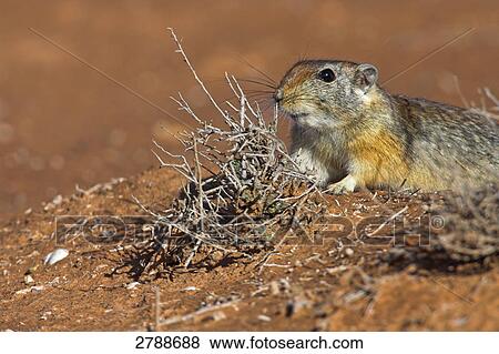 Close-up of Sand Rat (Psammomys obesus) in desert View Large Photo Image Stock Photo - Close-up of Sand Rat (Psammomys obesus) in desert . Fotosearch