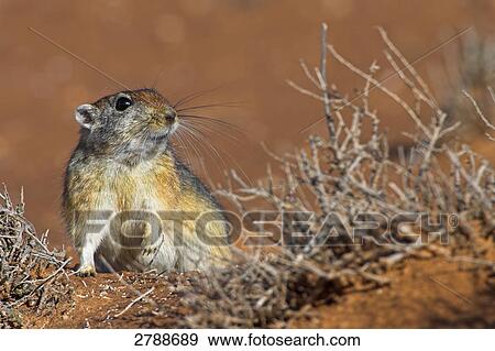 Close-up of Sand Rat (Psammomys obesus) in desert View Large Photo Image Stock Photo - Close-up of Sand Rat (Psammomys obesus) in desert . Fotosearch