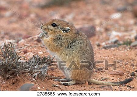 Close-up of Sand Rat (Psammomys obesus) in field View Large Photo Image Stock Photography - Close-up of Sand Rat (Psammomys obesus) in field . Fotosearch