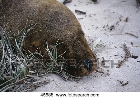 Close-up of seal sleeping, Seal Bay, Kangaroo Island, Australia View Large Photo Image Stock Photo - Close-up of seal sleeping, Seal Bay, Kangaroo Island, Australia . Fotosearch
