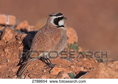 Close-up of Shore Lark (Eremophila alpestris) on stone View Large Photo Image Picture - Close-up of Shore Lark (Eremophila alpestris) on stone . Fotosearch