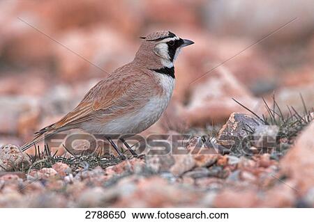 Close-up of Shore Lark (Eremophila alpestris) on pebbles View Large Photo Image Stock Image - Close-up of Shore Lark (Eremophila alpestris) on pebbles . Fotosearch