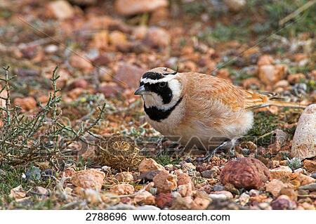 Stock Photograph - Close-up of Shore Lark (Eremophila alpestris) on pebbles . Fotosearch