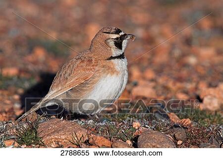 Close-up of Shore Lark (Eremophila alpestris) on pebbles View Large Photo Image Stock Photography - Close-up of Shore Lark (Eremophila alpestris) on pebbles . Fotosearch