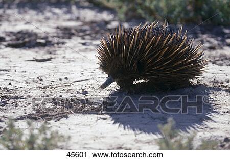 Close-up of Short-beaked Echidna (Tachyglossus aculeatus) on ground, Australia View Large Photo Image Stock Image - Close-up of Short-beaked Echidna (Tachyglossus aculeatus) on ground, Australia . Fotosearch