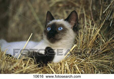 Close-up of Siamese cat lying in strew View Large Photo Image Stock Photograph - Close-up of Siamese cat lying in strew . Fotosearch