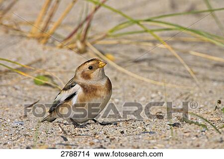 Close-up of Snow Bunting (Plectrophenax nivalis) in sand View Large Photo Image Picture - Close-up of Snow Bunting (Plectrophenax nivalis) in sand . Fotosearch