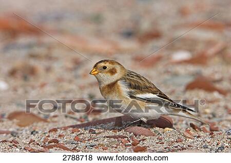 Close-up of Snow Bunting (Plectrophenax nivalis) on landscape View Large Photo Image Stock Photo - Close-up of Snow Bunting (Plectrophenax nivalis) on landscape . Fotosearch