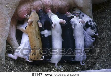 Stock Photo - Close-up of sow nursing its piglets . Fotosearch