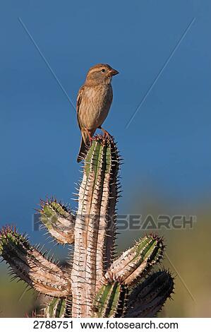 Close-up of Spanish Sparrow (Passer hispaniolensis) perching on cactus View Large Photo Image Stock Image - Close-up of Spanish Sparrow (Passer hispaniolensis) perching on cactus . Fotosearch