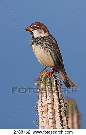 Close-up of Spanish Sparrow (Passer hispaniolensis) perching on cactus View Large Photo Image Stock Image - Close-up of Spanish Sparrow (Passer hispaniolensis) perching on cactus . Fotosearch