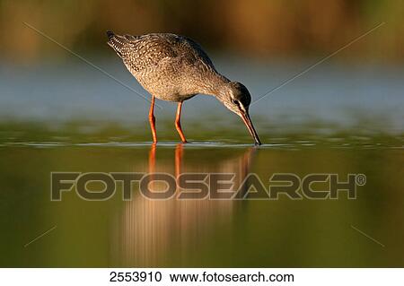 Stock Image - Close-up of Spotted Redshank (Tringa erythropus) . Fotosearch