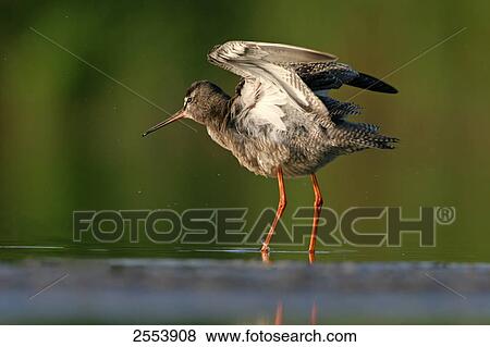 Stock Photo - Close-up of Spotted Redshank (Tringa erythropus) spreading its wings in water . Fotosearch