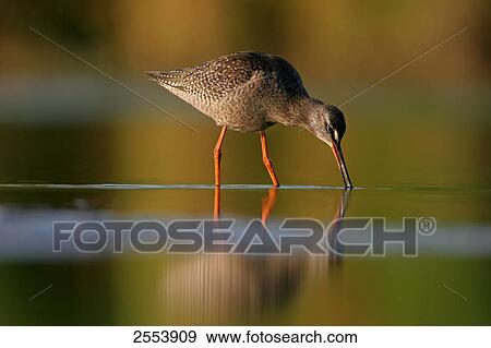 Close-up of Spotted Redshank (Tringa erythropus) foraging in water View Large Photo Image Stock Photo - Close-up of Spotted Redshank (Tringa erythropus) foraging in water . Fotosearch