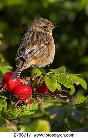 Stock Photo - Close-up of Stonechat bird perching on plant . Fotosearch
