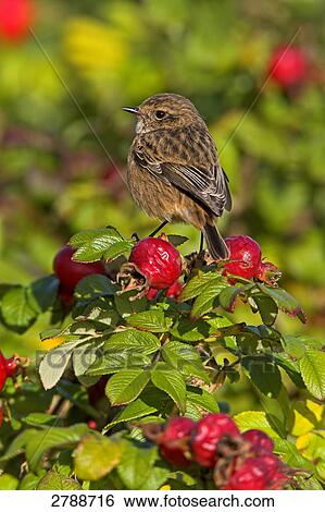 Close-up of Stonechat bird perching on plant View Large Photo Image Stock Photograph - Close-up of Stonechat bird perching on plant . Fotosearch