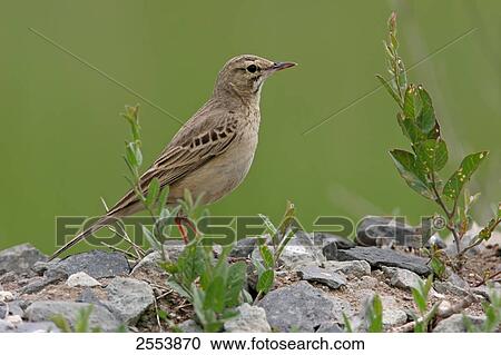 Stock Image - Close-up of Tawny Pipit (Anthus campestris) on pebbles . Fotosearch