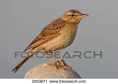 Close-up of Tawny Pipit (Anthus campestris) on stone View Large Photo Image Stock Image - Close-up of Tawny Pipit (Anthus campestris) on stone . Fotosearch