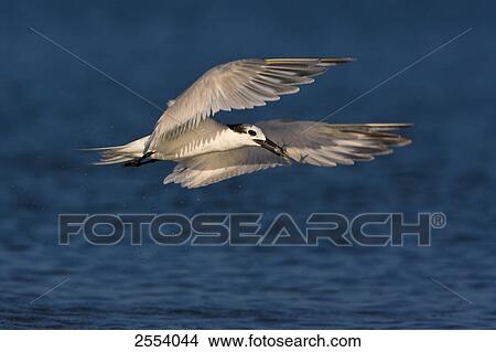 Picture - Close-up of Tern bird in flight . Fotosearch