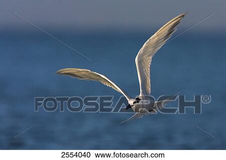 Close-up of Tern bird in flight View Large Photo Image Stock Image - Close-up of Tern bird in flight . Fotosearch