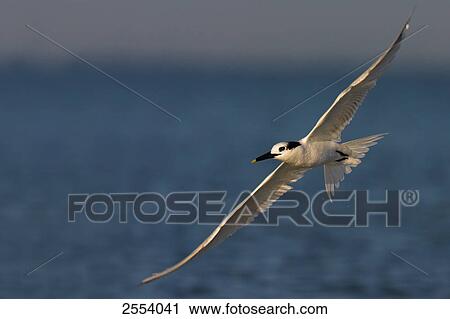 Close-up of Tern bird in flight View Large Photo Image Stock Image - Close-up of Tern bird in flight . Fotosearch
