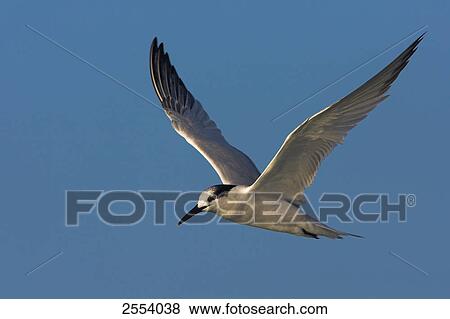 Close-up of Tern bird in flight View Large Photo Image Stock Photo - Close-up of Tern bird in flight . Fotosearch