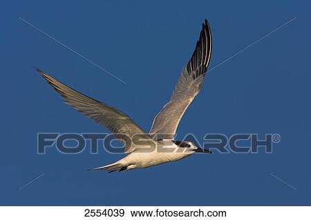 Stock Photo - Close-up of Tern bird in flight . Fotosearch