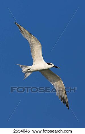 Stock Photography - Close-up of Tern bird in flight . Fotosearch