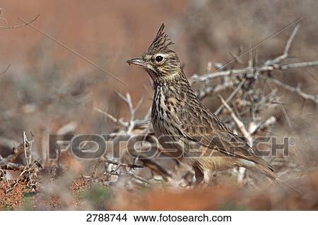 Close-up of Thekla Lark (Galerida theklae) bird perching on bush View Large Photo Image Picture - Close-up of Thekla Lark (Galerida theklae) bird perching on bush . Fotosearch