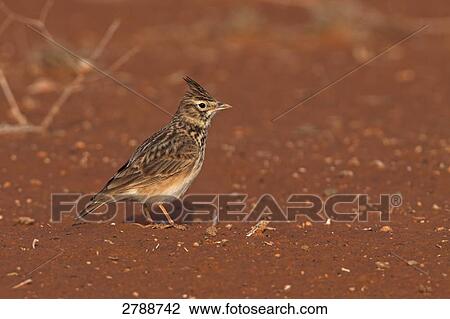 Stock Image - Close-up of Thekla Lark (Galerida theklae) bird in desert . Fotosearch