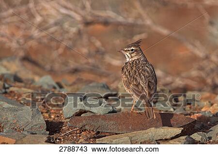 Close-up of Thekla Lark (Galerida theklae) bird on stone View Large Photo Image Stock Image - Close-up of Thekla Lark (Galerida theklae) bird on stone . Fotosearch