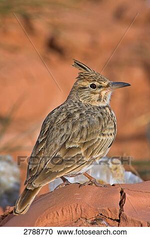 Close-up of Thekla Lark (Galerida theklae) on stone View Large Photo Image Stock Image - Close-up of Thekla Lark (Galerida theklae) on stone . Fotosearch