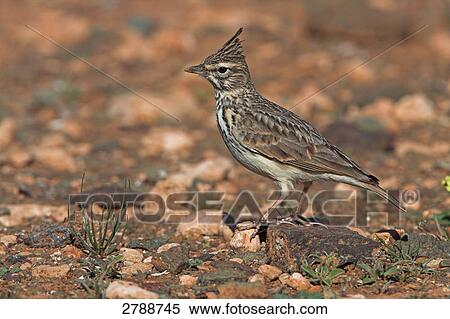 Close-up of Thekla Lark (Galerida theklae) bird on desert View Large Photo Image Stock Photography - Close-up of Thekla Lark (Galerida theklae) bird on desert . Fotosearch