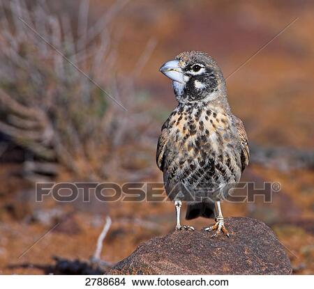 Close-up of Thick-billed Lark (Rhamphocoris clotbey) on stone View Large Photo Image Picture - Close-up of Thick-billed Lark (Rhamphocoris clotbey) on stone . Fotosearch