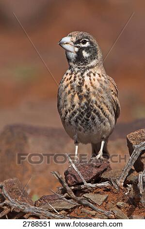 Stock Image - Close-up of Thick-billed Lark (Rhamphocoris clotbey) bird on stone . Fotosearch