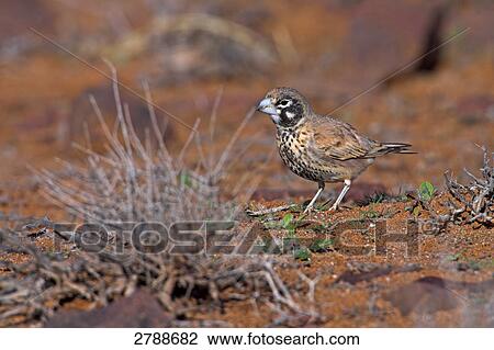 Close-up of Thick-billed Lark (Rhamphocoris clotbey) foraging in forest  View Large Photo Image Stock Image - Close-up of Thick-billed Lark (Rhamphocoris clotbey) foraging in forest . Fotosearch