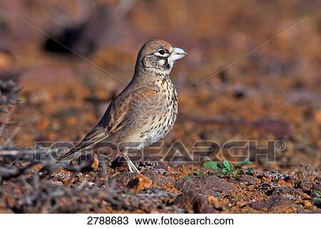 Close-up of Thick-billed Lark (Rhamphocoris clotbey) foraging in forest View Large Photo Image Stock Image - Close-up of Thick-billed Lark (Rhamphocoris clotbey) foraging in forest . Fotosearch
