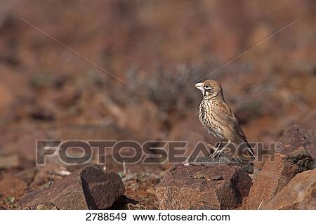 Close-up of Thick-billed Lark (Rhamphocoris clotbey) bird on stone View Large Photo Image Stock Photo - Close-up of Thick-billed Lark (Rhamphocoris clotbey) bird on stone . Fotosearch