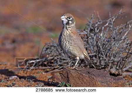 Close-up of Thick-billed Lark (Rhamphocoris clotbey) on stone View Large Photo Image Stock Photography - Close-up of Thick-billed Lark (Rhamphocoris clotbey) on stone . Fotosearch