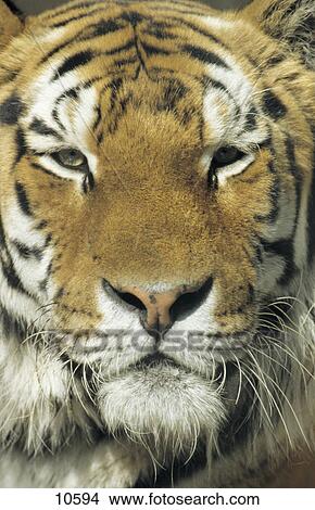 Close-up of tiger (Panthera tigris) View Large Photo Image Picture - Close-up of tiger (Panthera tigris) . Fotosearch