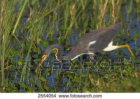 Close-up of Tricolored Heron (Egretta tricolor) foraging in field View Large Photo Image Picture - Close-up of Tricolored Heron (Egretta tricolor) foraging in field . Fotosearch